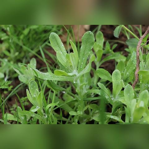 燕窝什么季节买更便宜且品质好，及一年中更佳食用季节解析