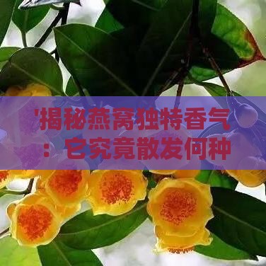 '揭秘燕窝独特香气：它究竟散发何种气味?'