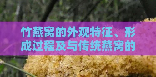 竹燕窝的外观特征、形成过程及与传统燕窝的对比详解