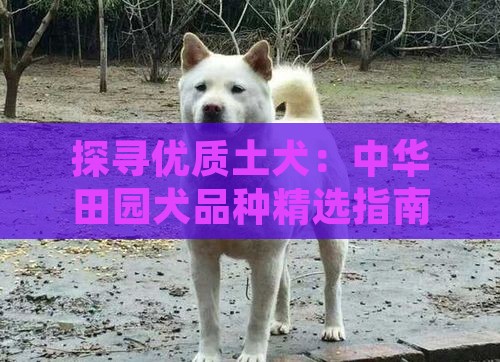 探寻优质土犬：中华田园犬品种精选指南