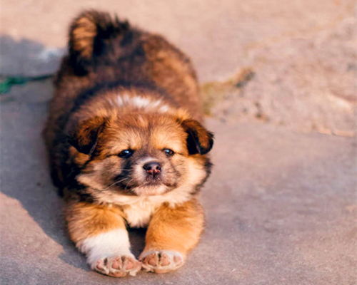 探寻优质土犬：中华田园犬品种精选指南