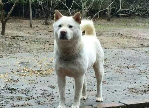 探寻优质土犬：中华田园犬品种精选指南