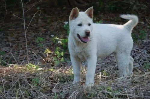 探寻优质土犬：中华田园犬品种精选指南