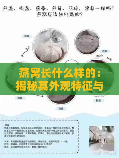 燕窝长什么样的：揭秘其外观特征与辨别方法