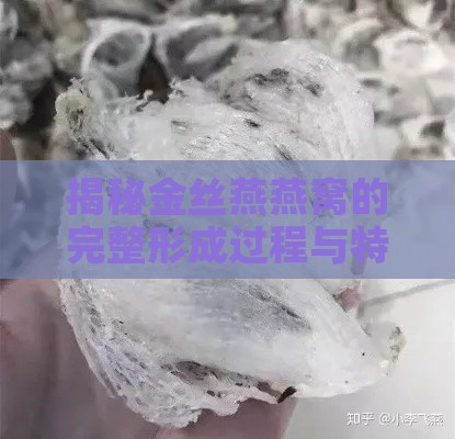 揭秘金丝燕燕窝的完整形成过程与特点