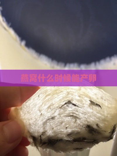 燕窝什么时候能产卵