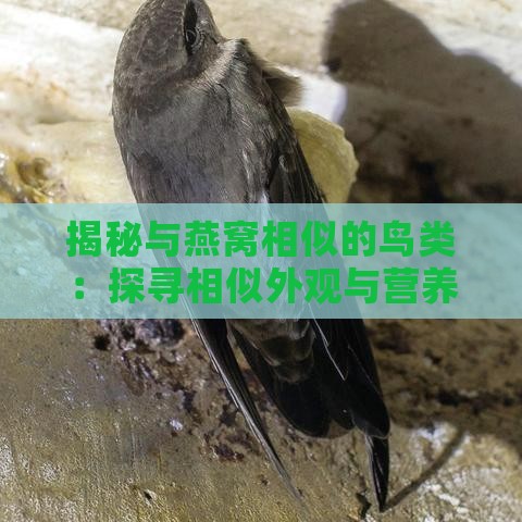 揭秘与燕窝相似的鸟类：探寻相似外观与营养价值