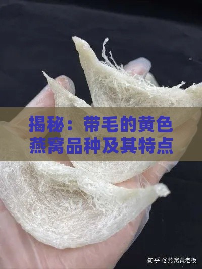 揭秘：带毛的黄色燕窝品种及其特点与鉴别方法