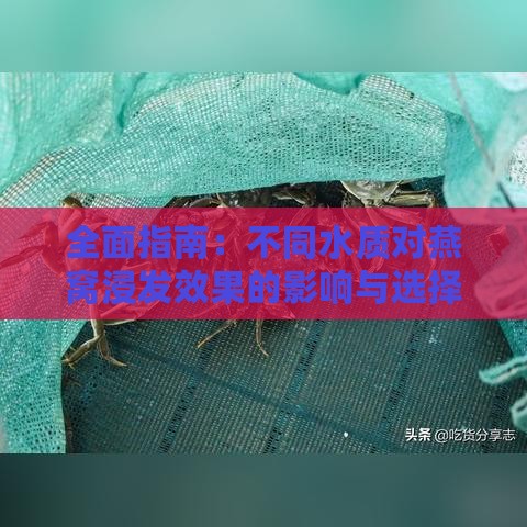 全面指南：不同水质对燕窝浸发效果的影响与选择