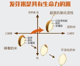 探究燕窝中的多糖体成分及其健康益处