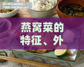 燕窝菜的特征、外观与烹饪方法：全方位了解燕窝菜的特色与食用方式