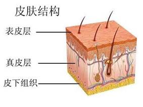 n燕窝里的泡沫是什么成分及其组成结构