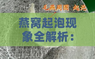 燕窝起泡现象全解析：原因、影响及食用安全性评估