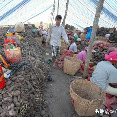 燕窝中的燕麦是什么东西及其制作材料详解