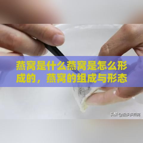 燕窝是什么燕窝是怎么形成的，燕窝的组成与形态解析秒懂百科