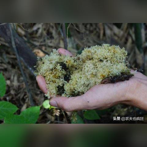 详尽指南：全方位掌握燕窝清洗技巧与注意事项