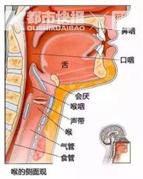 燕窝对喉咙有什么好处、坏处及功效，对喉咙痛有帮助吗？