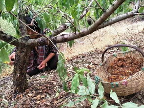 揭秘燕窝果更佳生长地：全球燕窝果高产区一览及气候土壤解析