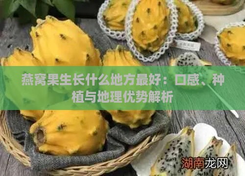 燕窝果生长什么地方更好：口感、种植与地理优势解析