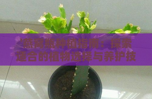 '燕窝瓶种植指南：探索适合的植物选择与养护技巧'