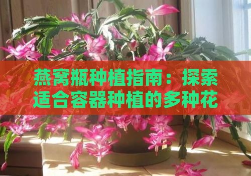 燕窝瓶种植指南：探索适合容器种植的多种花卉及养护技巧