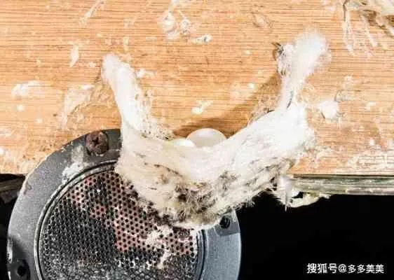 燕窝挑毛全过程解析：手工干挑与湿挑技巧及注意事项