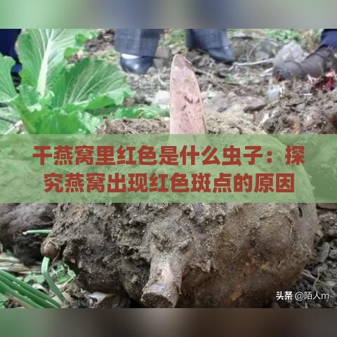 干燕窝里红色是什么虫子：探究燕窝出现红色斑点的原因