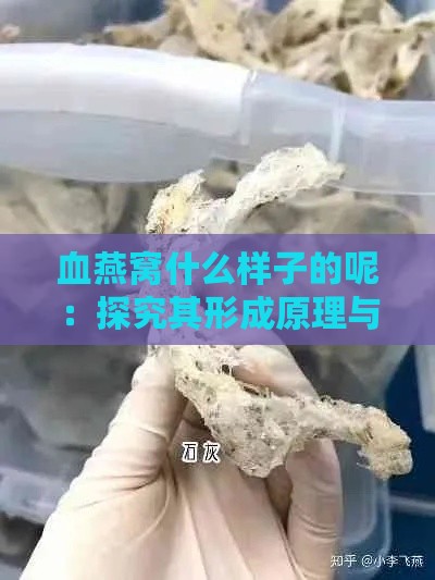 血燕窝什么样子的呢：探究其形成原理与独特外观