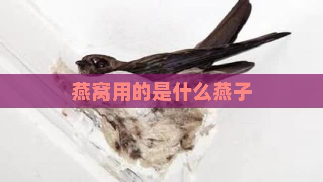 燕窝用的是什么燕子