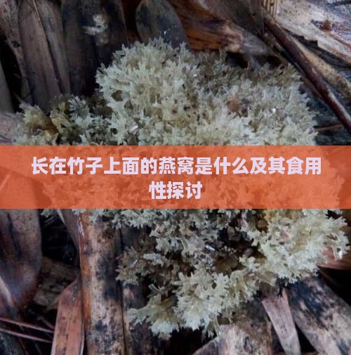 长在竹子上面的燕窝是什么及其食用性探讨