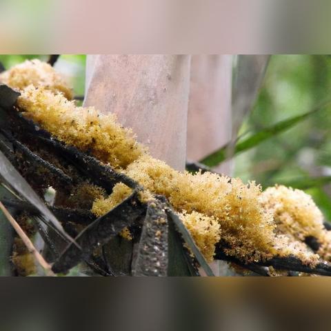 长在竹子上面的燕窝是什么及其食用性探讨