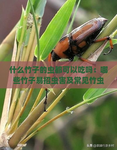 什么竹子的虫都可以吃吗：哪些竹子易招虫害及常见竹虫种类