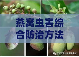 燕窝虫害综合防治方法与推荐药剂使用指南