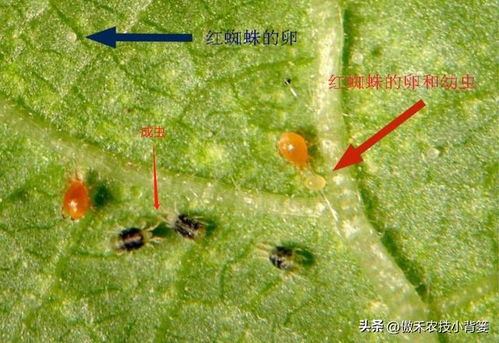 燕窝虫害综合防治方法与推荐药剂使用指南