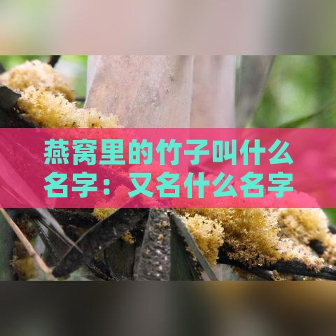 燕窝里的竹子叫什么名字：又名什么名字好听？