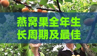 燕窝果全年生长周期及更佳采摘季节解析