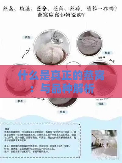 什么是真正的燕窝：与品种解析