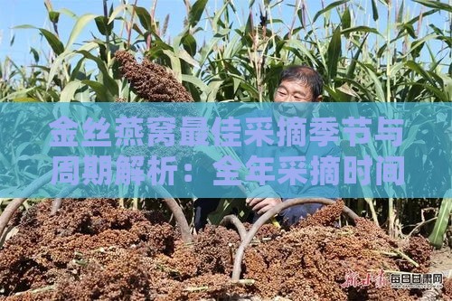 金丝燕窝更佳采摘季节与周期解析：全年采摘时间与品质判断指南